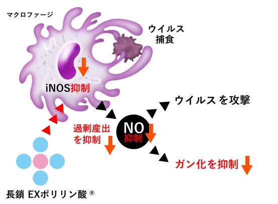 【研究報告】長鎖ポリリン酸が、細胞のガン化を抑制する。